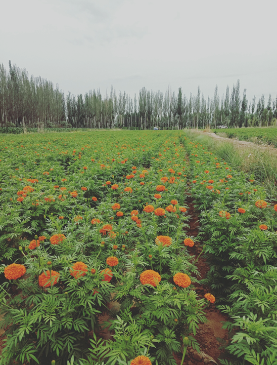 沙漠公园植物园花卉示范区（牛向军 摄）